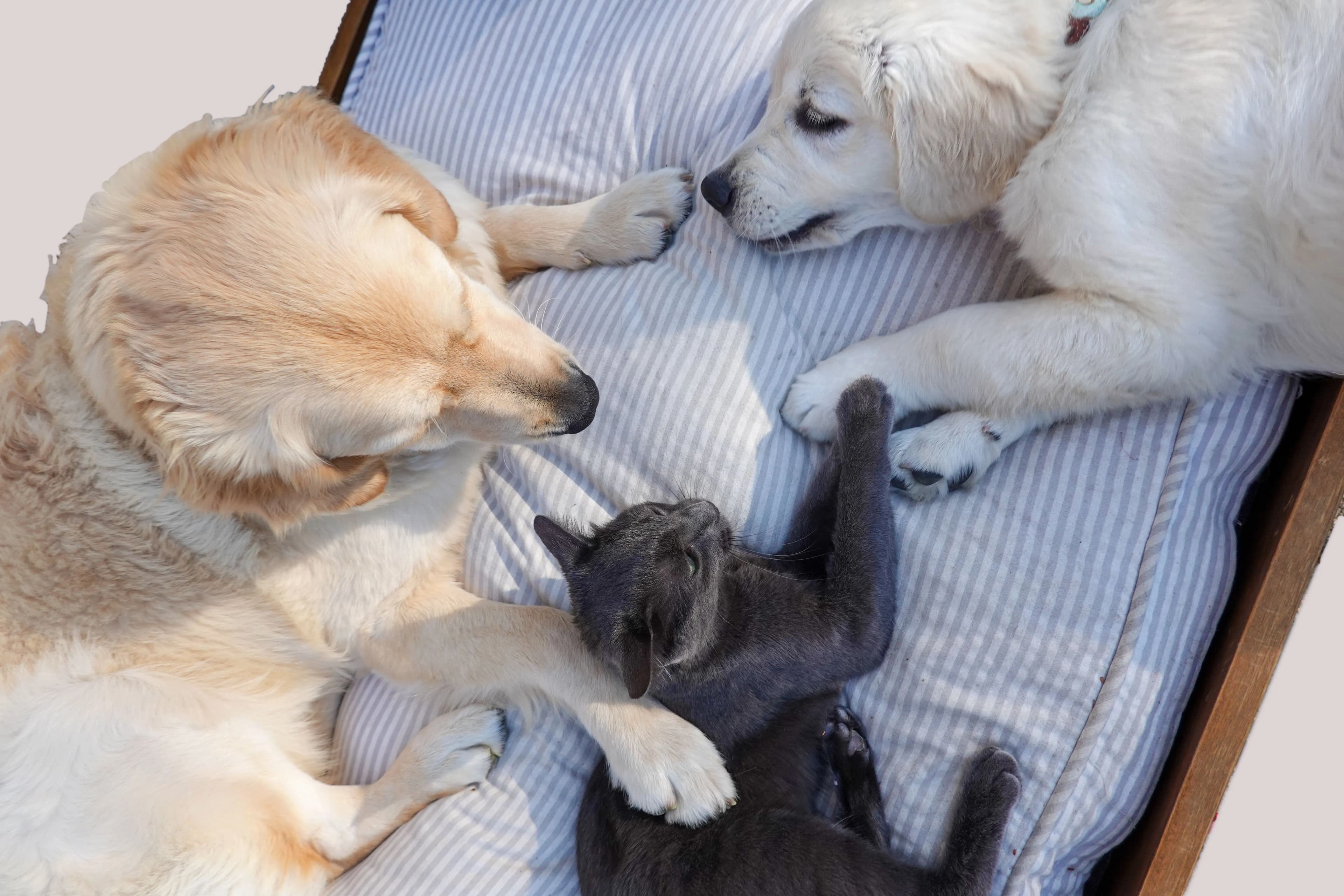 Un chien, un chiot et un chat câlins ensemble